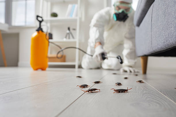 Post-Treatment Bed Bug Interceptor Monitoring in Hildebran